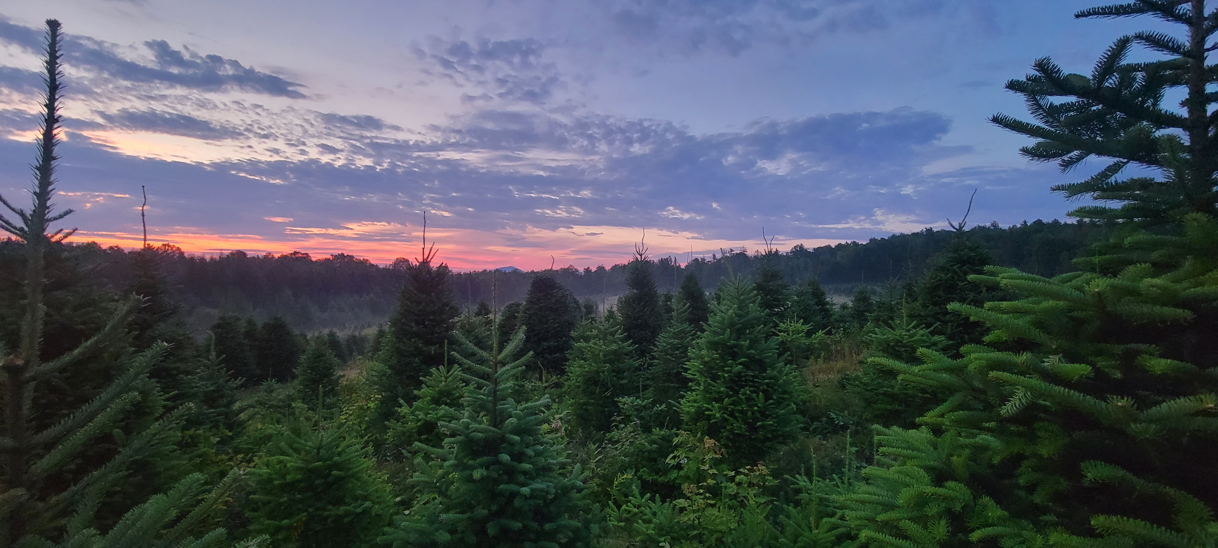 WE MOVED! Organic Christmas Trees in Brooklyn – From Vermont to New ...